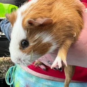 greysonlumsden avatar