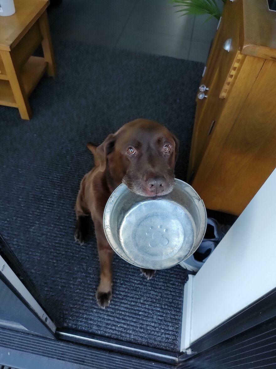 a brown dog sitting with a bowl in his teeth