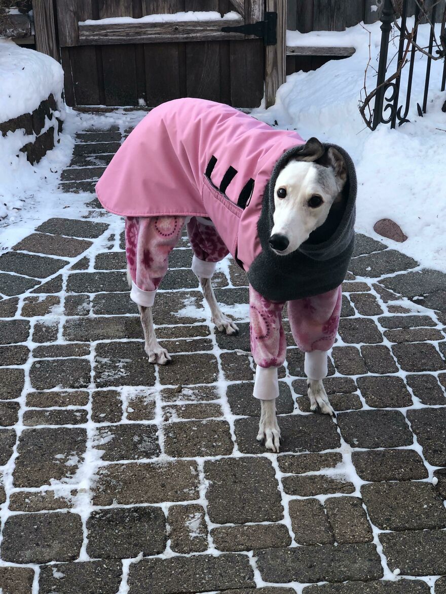 a dog in a pink costume staying in the street
