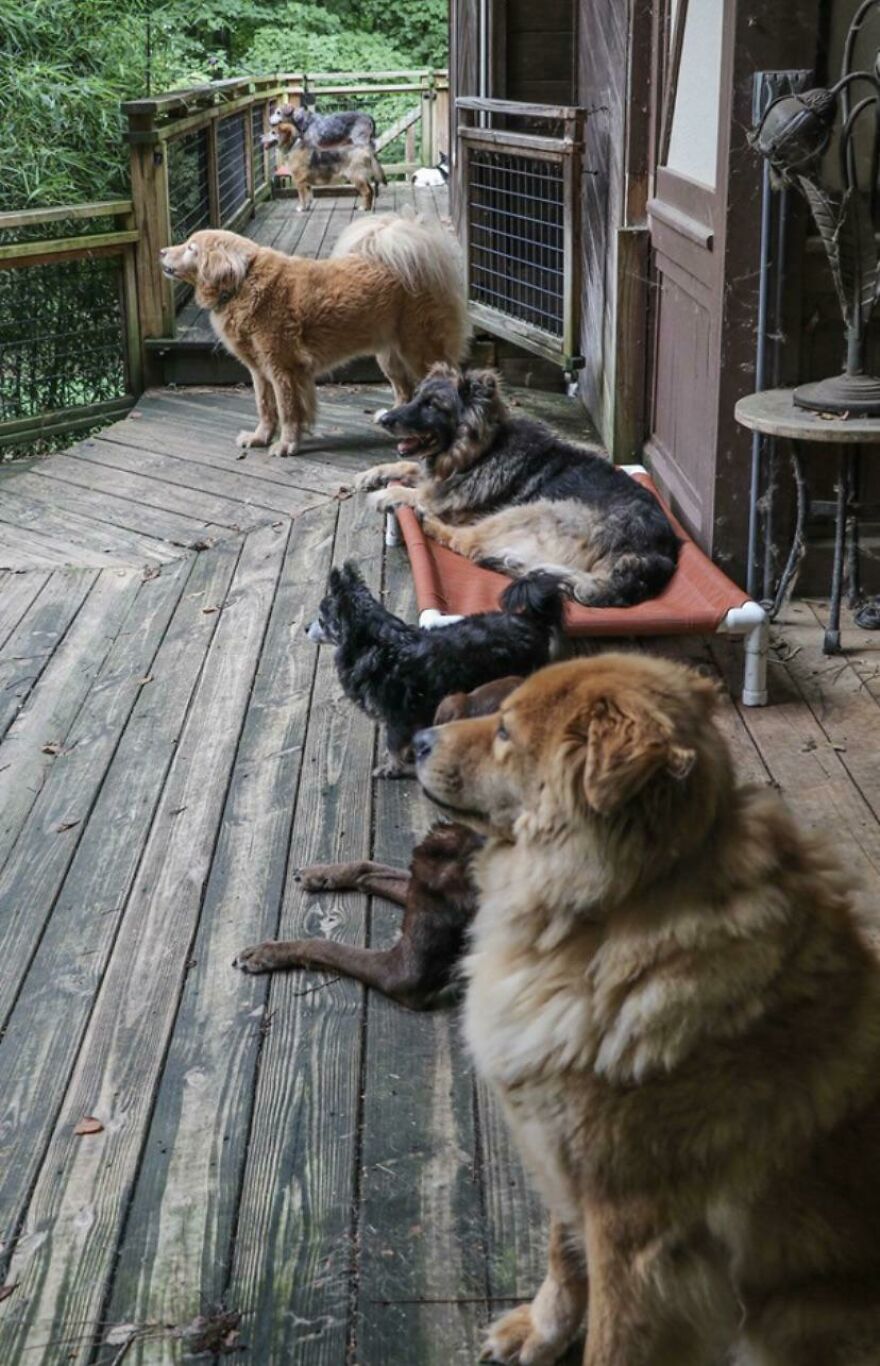 seven dogs looking at one side