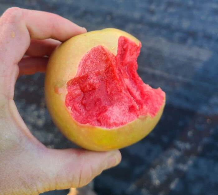 Bit Into A Wonderful Surprise Today And Learned About The Delicious Lucy Glo Apple. The Best Apple I Have Ever Had