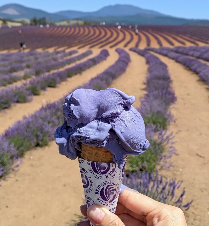 Person holding lavender ice cream in front of lavender field 