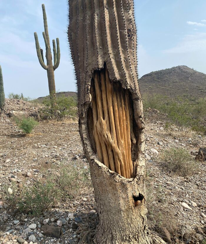 El interior de un cactus 