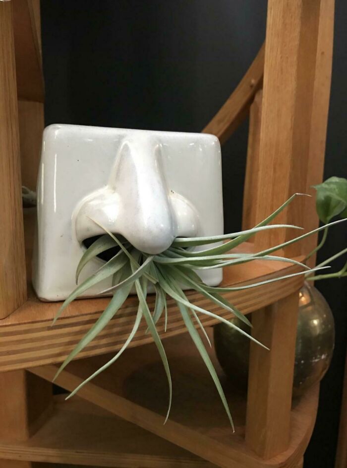 This Weird Ceramic Tissue Holder Makes A Much Better Air Plant Display I Think!