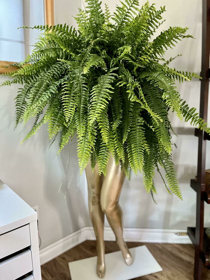 I Was Told That I Should Post My Boston Fern And It’s Plant Pot/Stand Here
