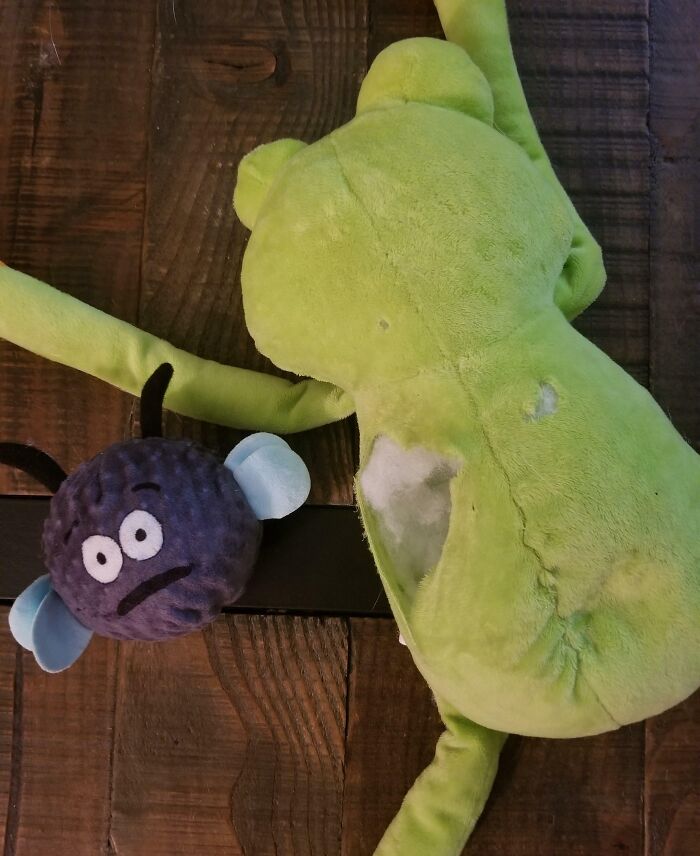 My Dog Finally Finished Her Favorite Toy Tonight, Only To Find There Was A Smaller, Even More Squeaky Toy Inside