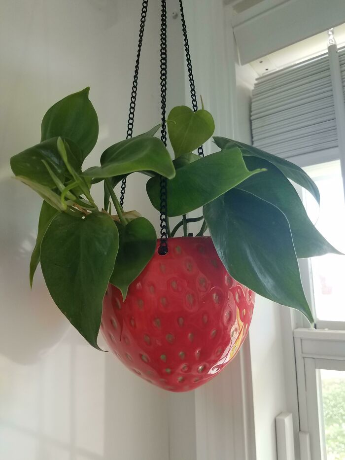 Little Philodendron For My New Ceramic Strawberry. This Is Super Cute Hanging Over My Kitchen Sink