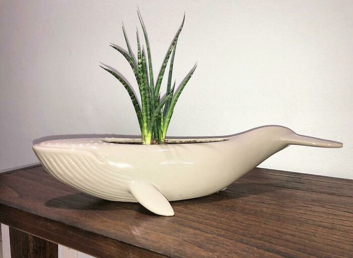 Perfect Combo Of Whale Planter With Sansevieria Fernwood 