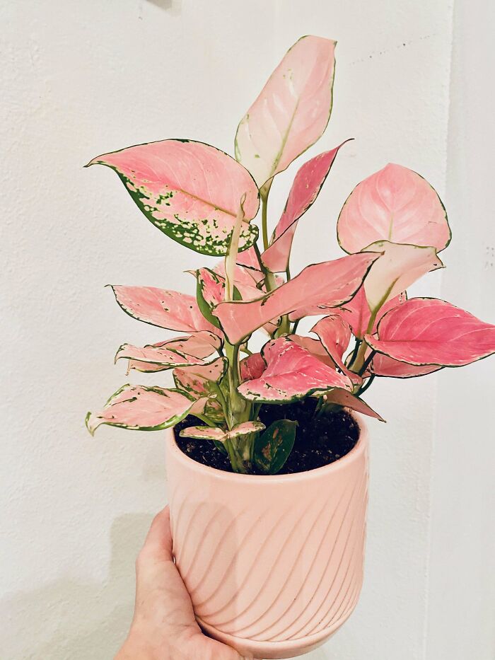 Bought My Mom This Beautiful “Pink Thai” Pink Chinese Evergreen Plant And Wanted To Share!