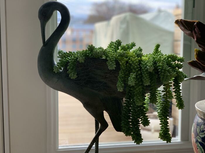 I Was Sent Here From R/Succulents: Burro’s Tail In An Estate Sale Find