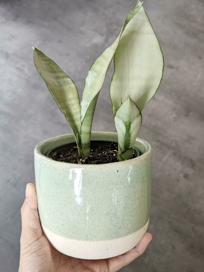 This Pot Is Almost The Same Color As My Moonshine Sansevieria!