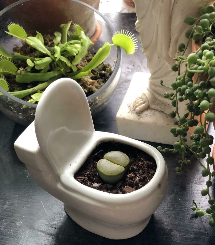 My Favorite Plant And Pot Combo 