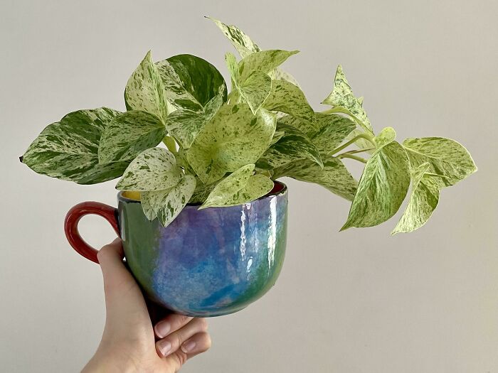 When Your Coffee Habit Is Slowly Being Replaced By A Plant Habit... Loving This Marble Pothos In A Marbly Hand Painted Mug 🥰