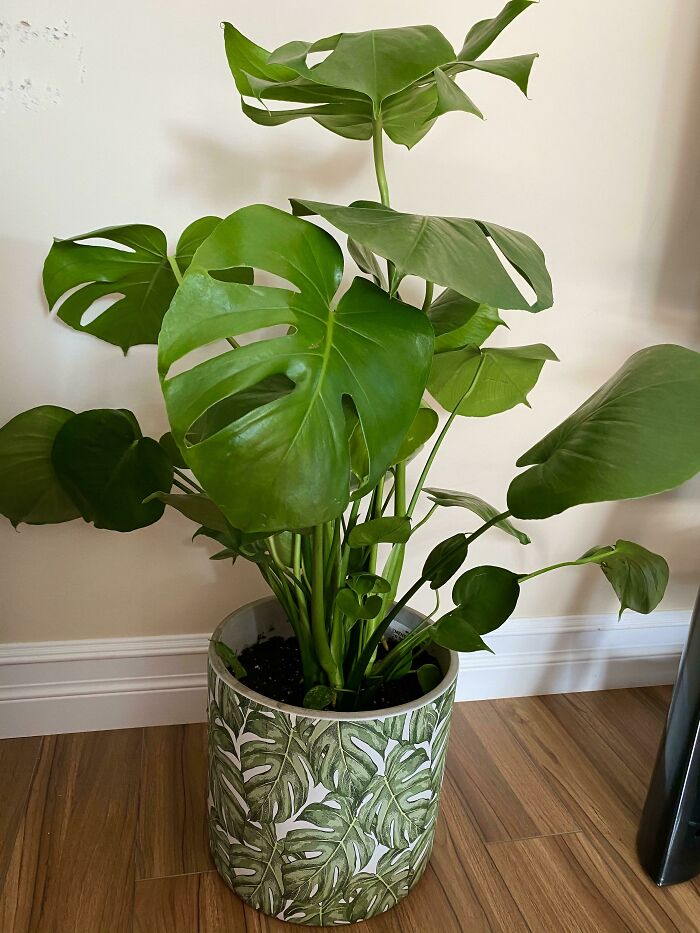 Had To Get My Monstera A Matching Pot!