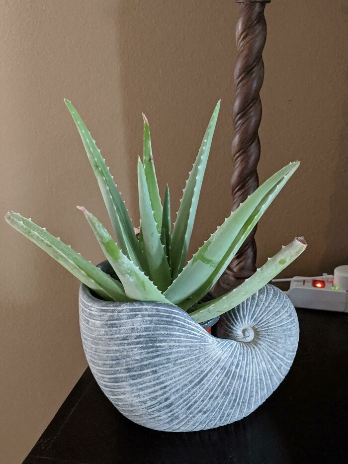 The Perfect Aloe For My Ammonite Pot!