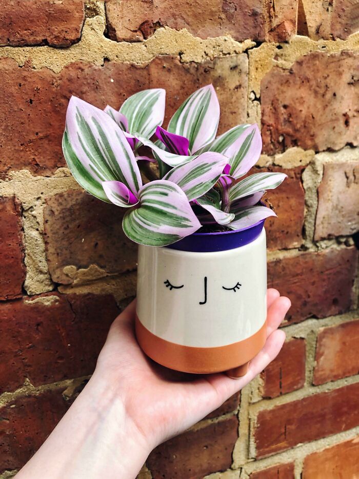 New Do For This Pot! 🌞