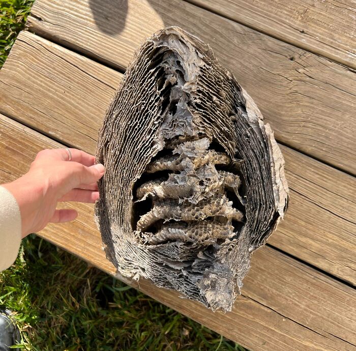 Pulled A Paper Wasp Nest From The Corner Of My Shed And It Left A Perfect Cross-Section