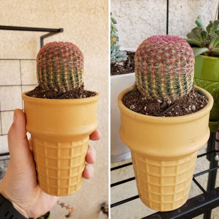 Found The Perfect Cactus For My Thrifted Ice Cream Cone Pot!