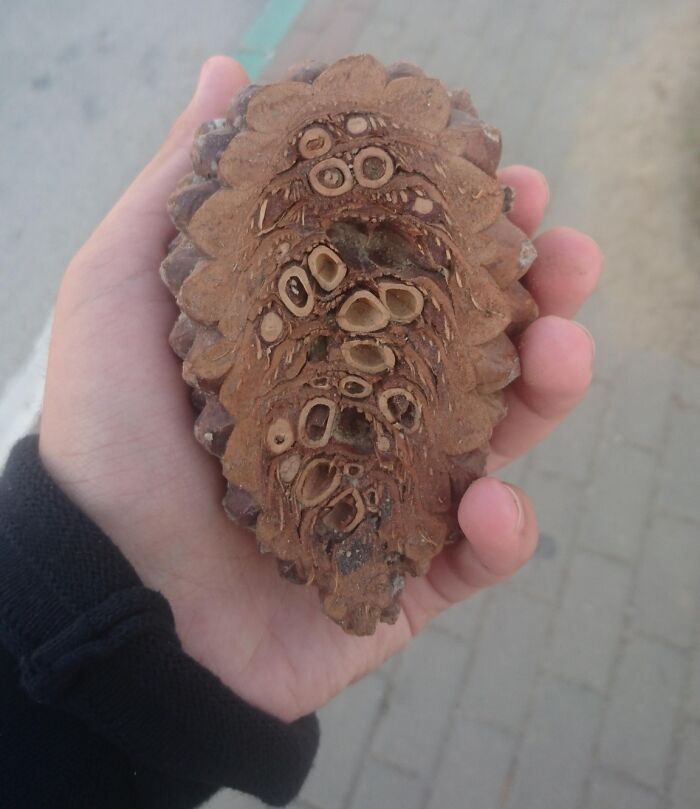 The Inside Of A Pine Cone