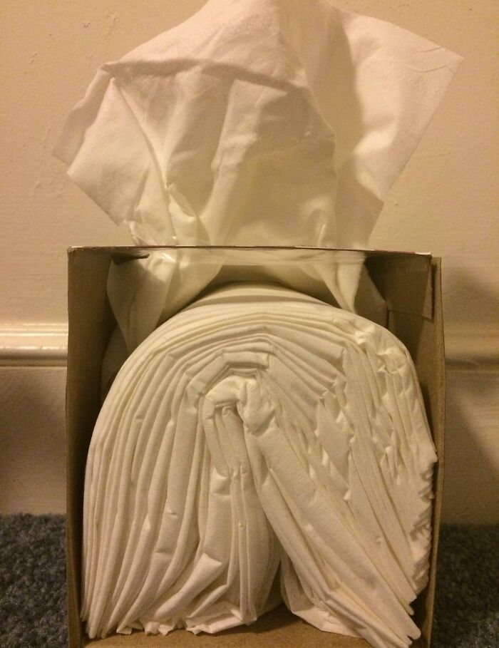 The Inside Of A Brand New Tissue Box