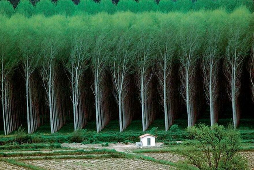 Perfect Forest