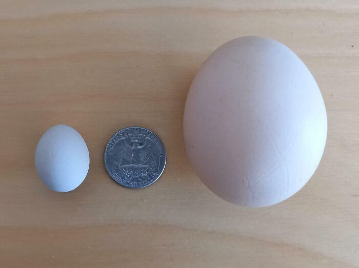 Una de mis gallinas puso un huevo muy pequeño. Aquí hay un huevo de tamaño normal y una moneda para la comparación