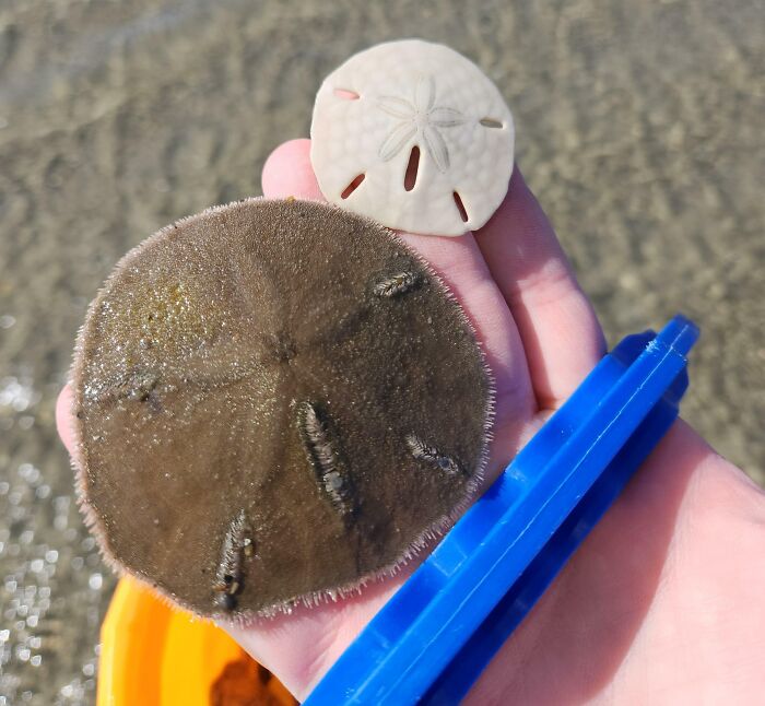 A Live Sand Dollar vs. A Dead Sand Dollar