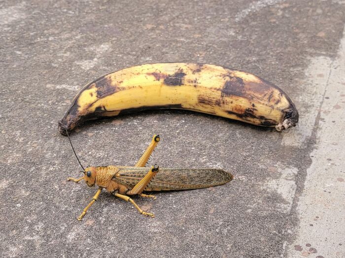 This Small Plantain, Locust For Scale