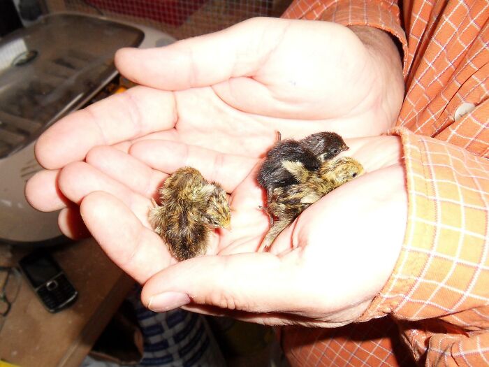 Chinese Painted Quail Chicks (Aka Button Quail). Hands For Scale
