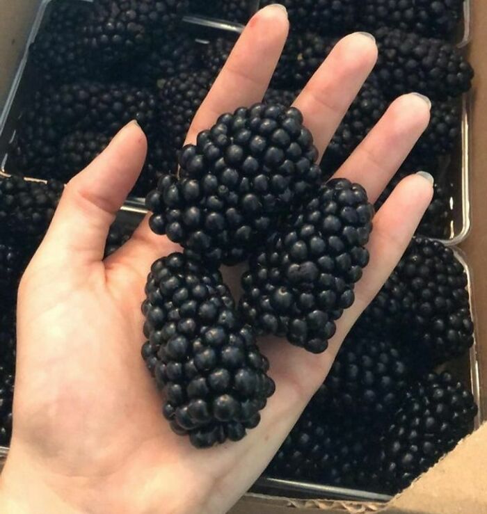These Blackberries