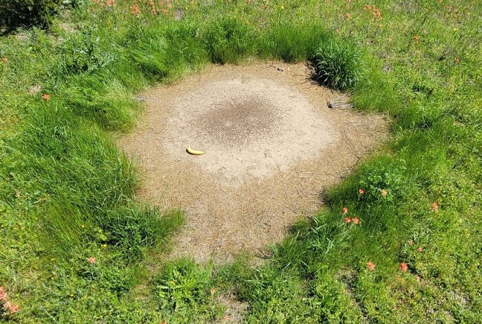 Massive Harvester Ant Mound On My Land, Banana For Scale