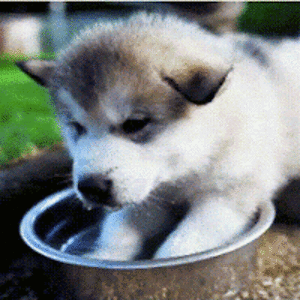 tristangannuscio-kristich avatar