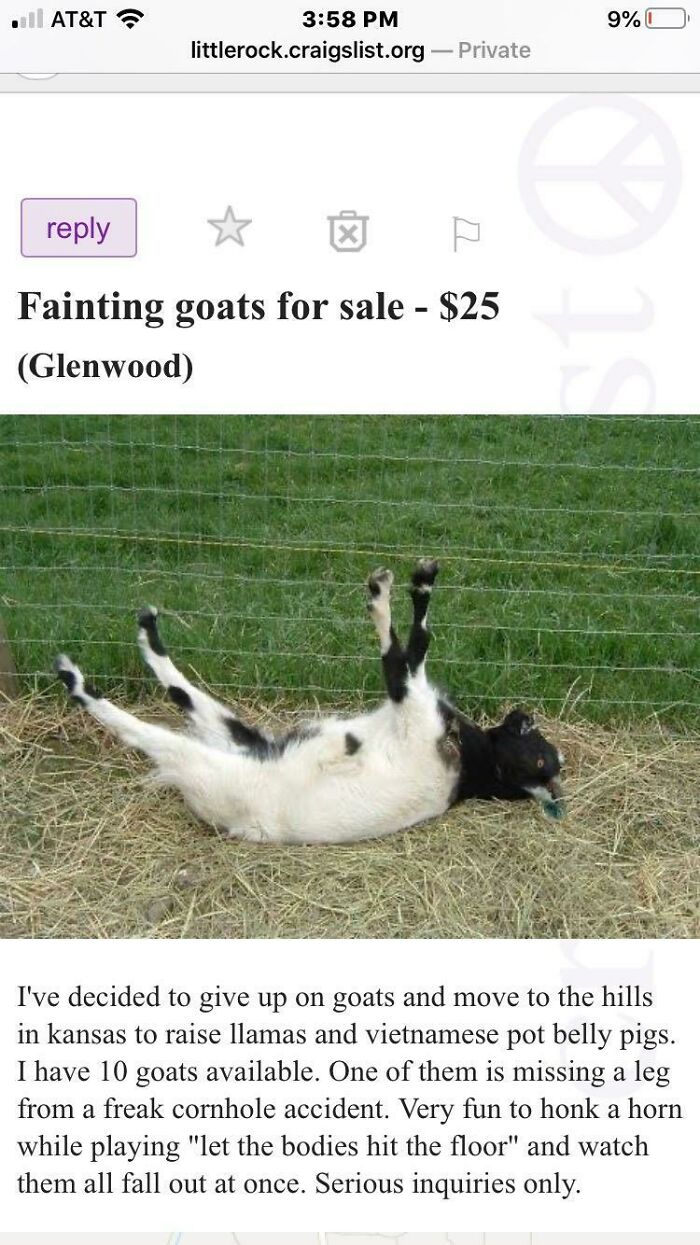 My Brother And I Were Looking For Some Goats To Purchase. Hilarious, But Also Quite Unkind To The Goats