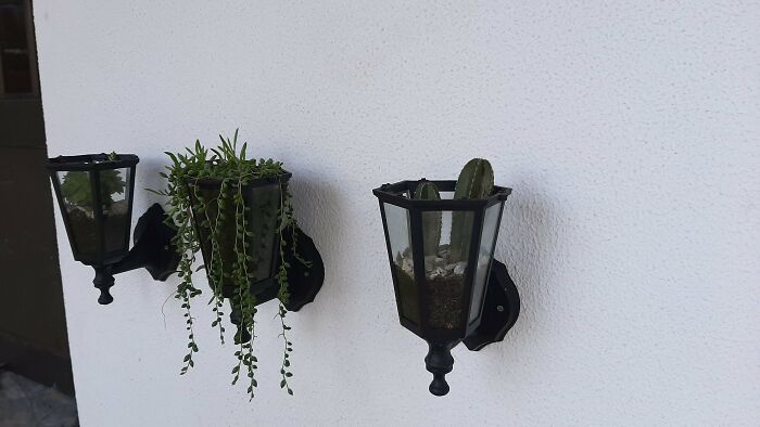 He reciclado estas viejas lámparas como jarrones para mis plantas. Me parecen geniales, sobre todo la del medio