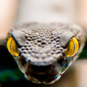 deusebiolorenzo avatar