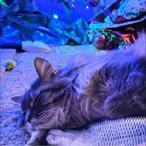 catsrusottawa avatar