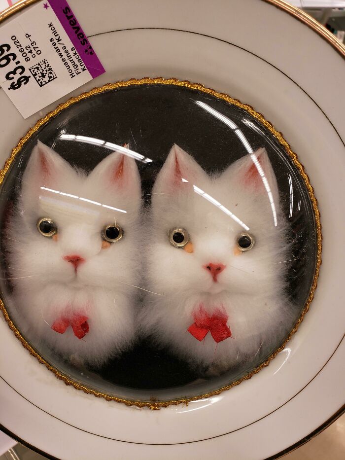 Catch And Release. These Creepy Cats Trapped In A Plate
