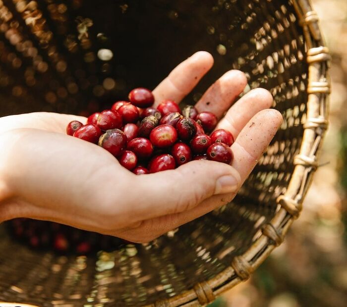 red berries in the hand