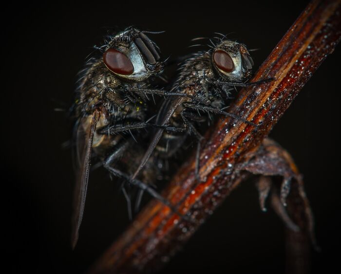 A fly on top of the other fly 