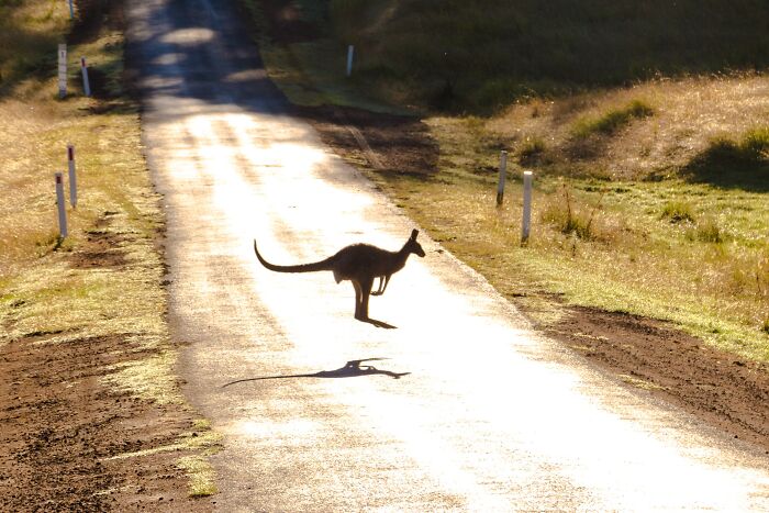 Kangaroo jumping on the road 