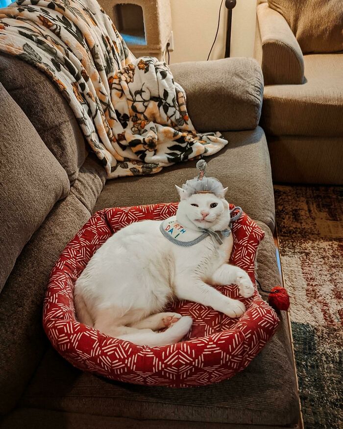 We Celebrated Moogle’s 2nd Birthday Last Night! He Got A New Food Bowl And A Shrimp To Celebrate