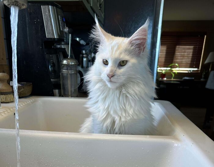 Always In The Sink