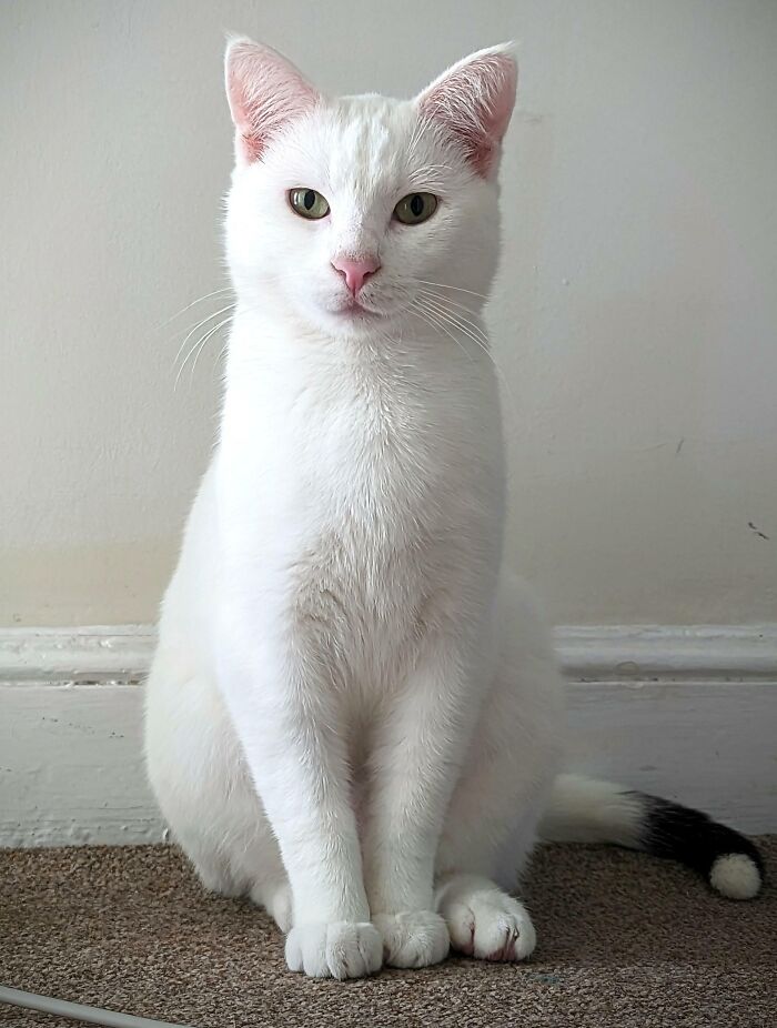 White Cats White Cats