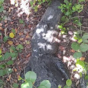 abigailmannix avatar