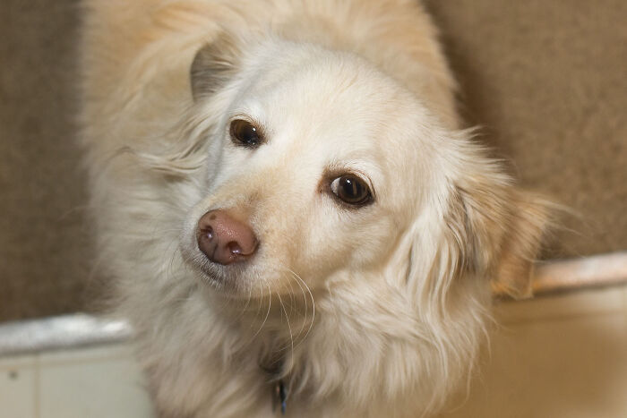 Close up white dog looking