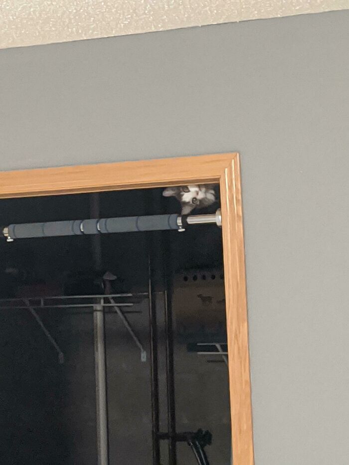 Cat looking from corner