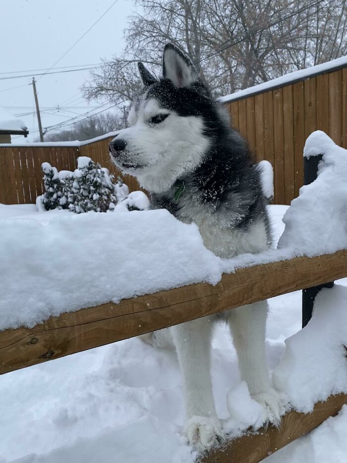 Husky in snow looking