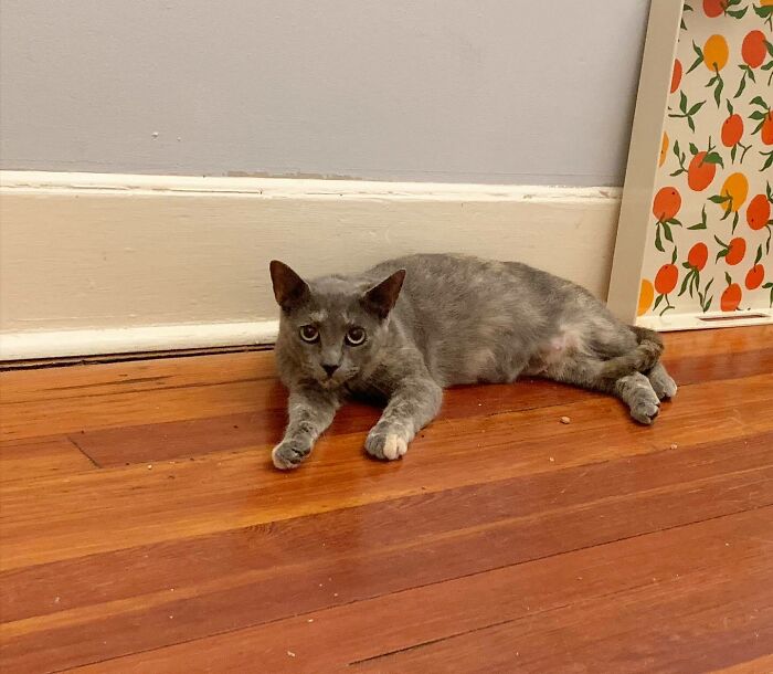 Gray cat lying on the ground and looking