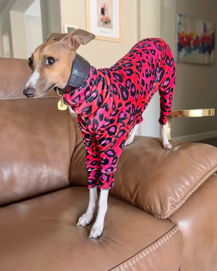 Brown dog with clothes looking