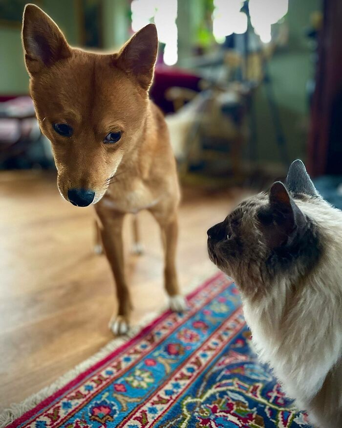 Brown dog looking at gray cat